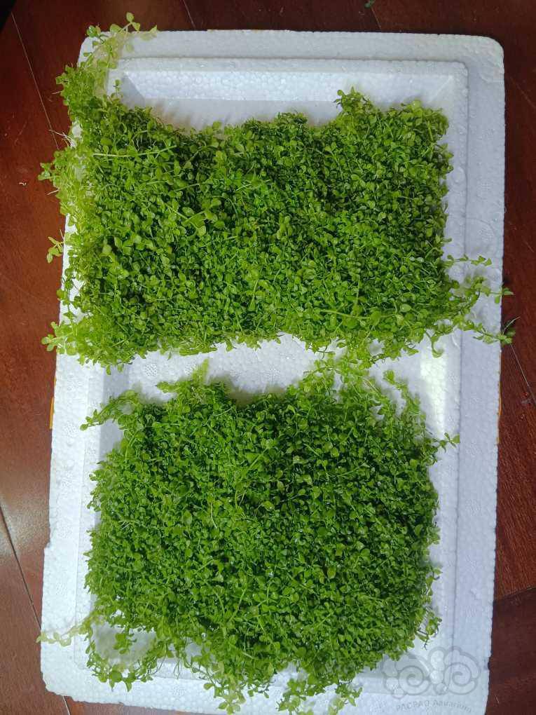 草坪出趴地矮珍珠和迷你矮珍珠