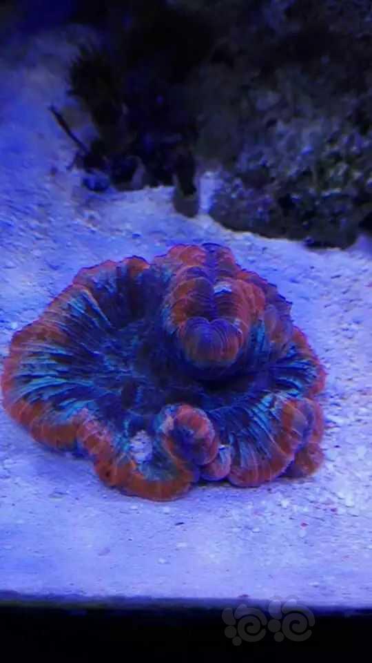 脑珊瑚要喂食-图1