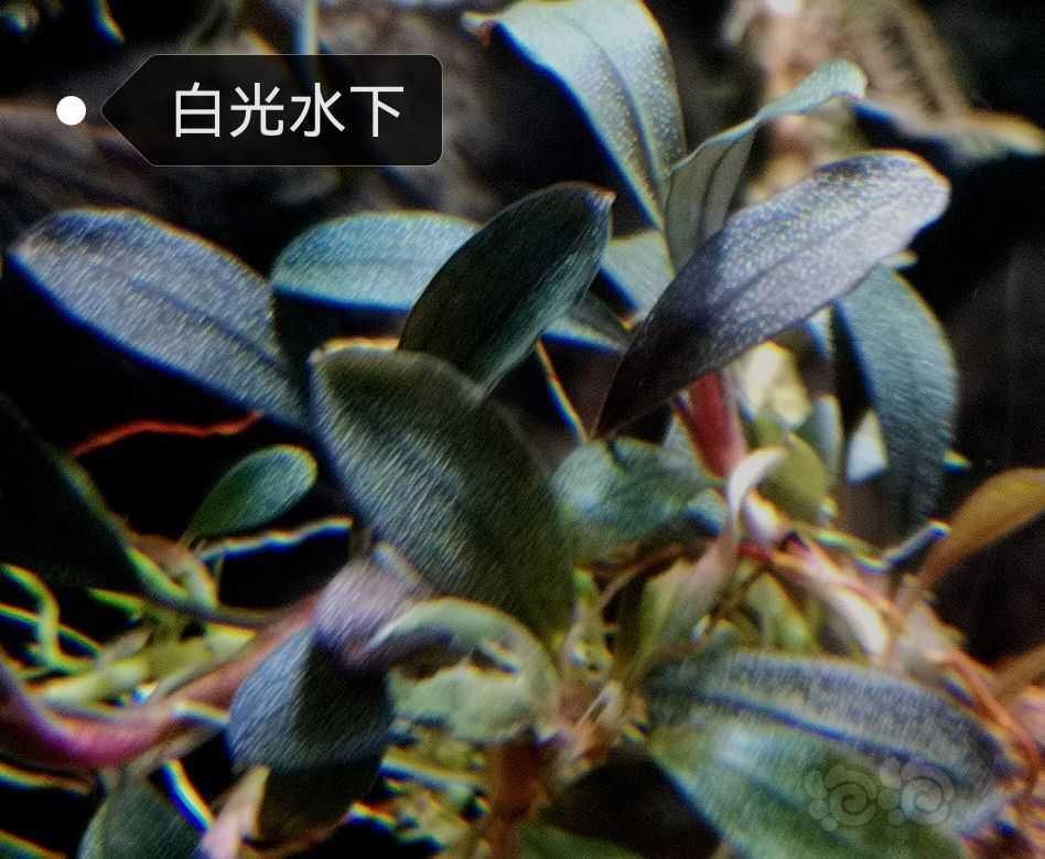【出售】出点青木蕨辣椒榕-图3