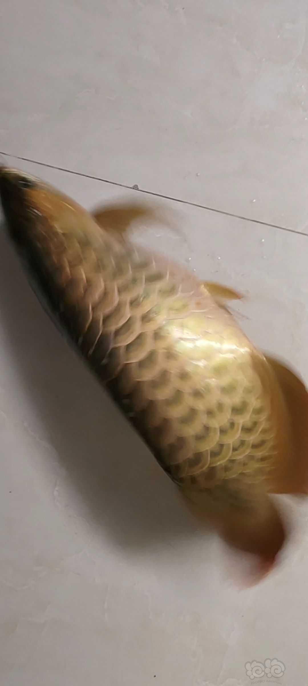 【龙鱼】龙鱼跳缸-图12