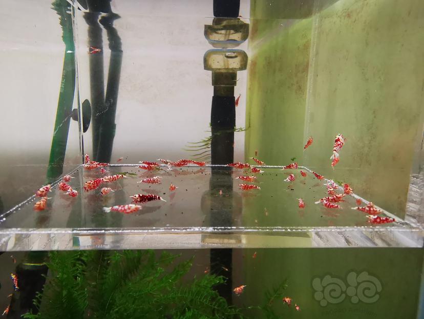 2023-11-05#RMB拍卖红花虎幼虾一组50只-图3