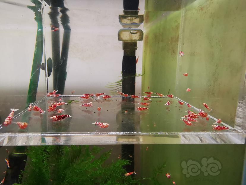 2023-11-05#RMB拍卖红花虎幼虾一组50只-图2