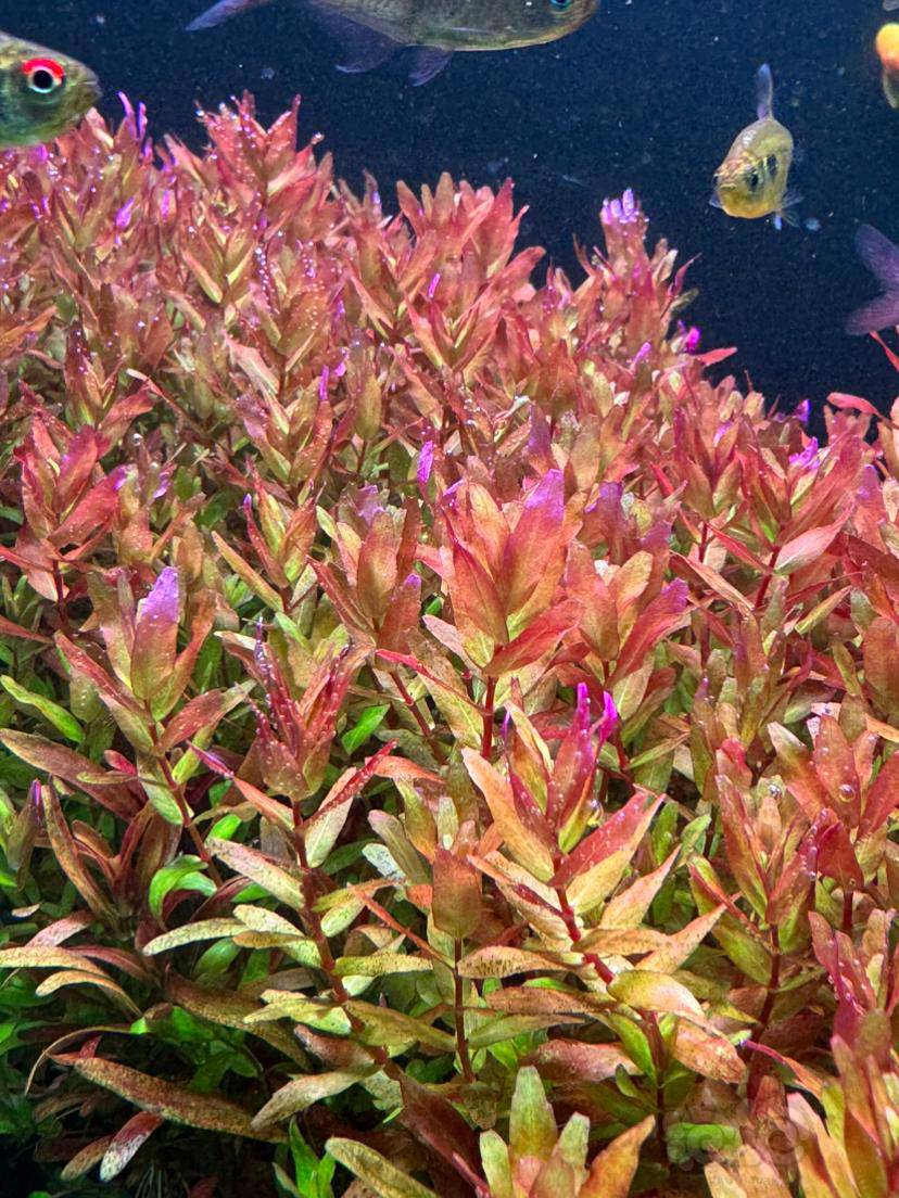 有茎福利价出迷你绿蝴蝶有老虎椒紫百叶