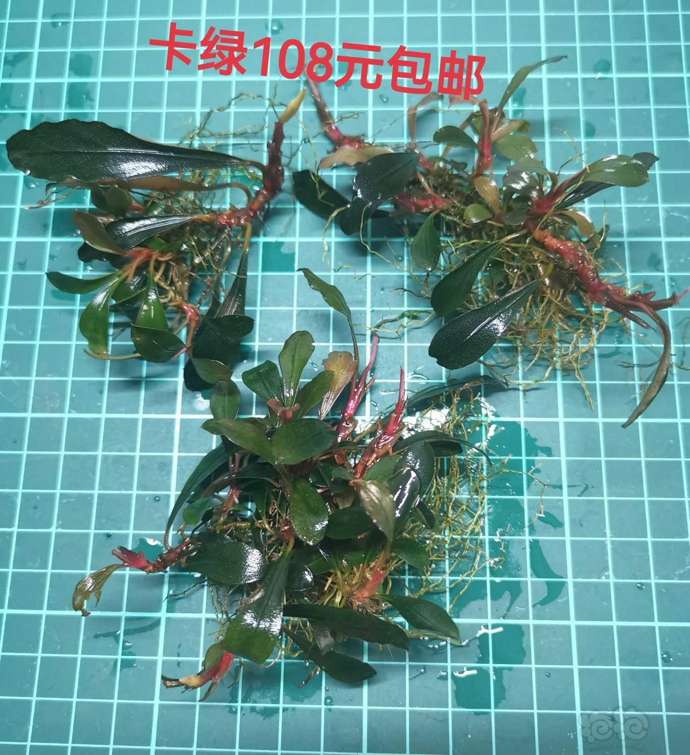 【出售】出辣椒榕，叉叶铁，椒草-图3