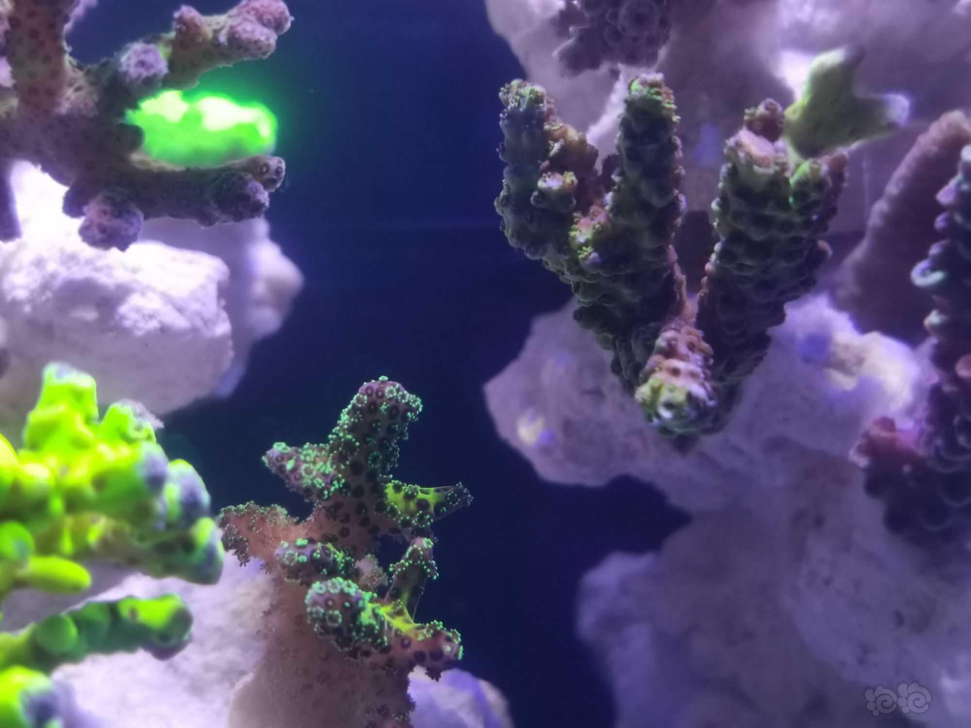 20微缸开始进生物珊瑚-图5