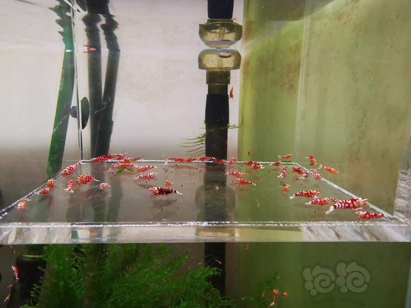 2023-11-05#RMB拍卖红花虎幼虾一组50只-图4