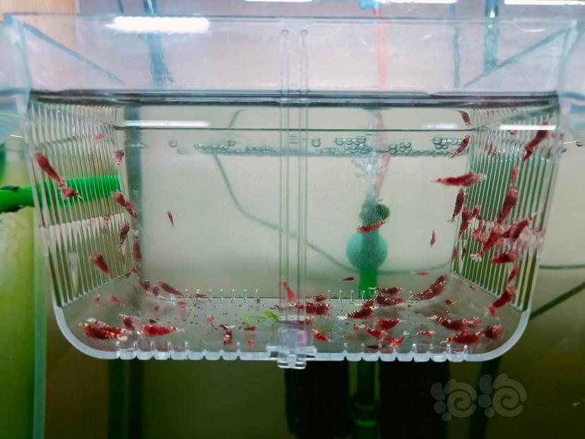 2023-11-04#RMB拍卖金属红和红花虎淘汰虾100只-图2