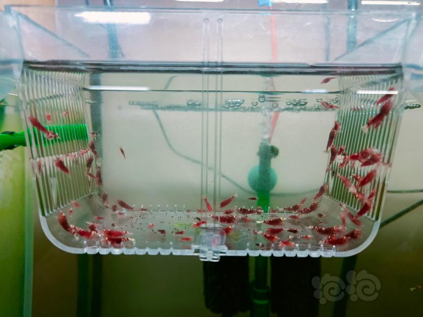 2023-11-04#RMB拍卖金属红和红花虎淘汰虾100只-图1