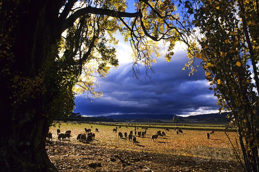 新西兰的羊群-图1