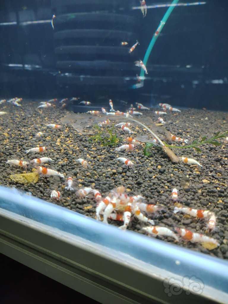 【水晶虾】红白公虾500只-图2