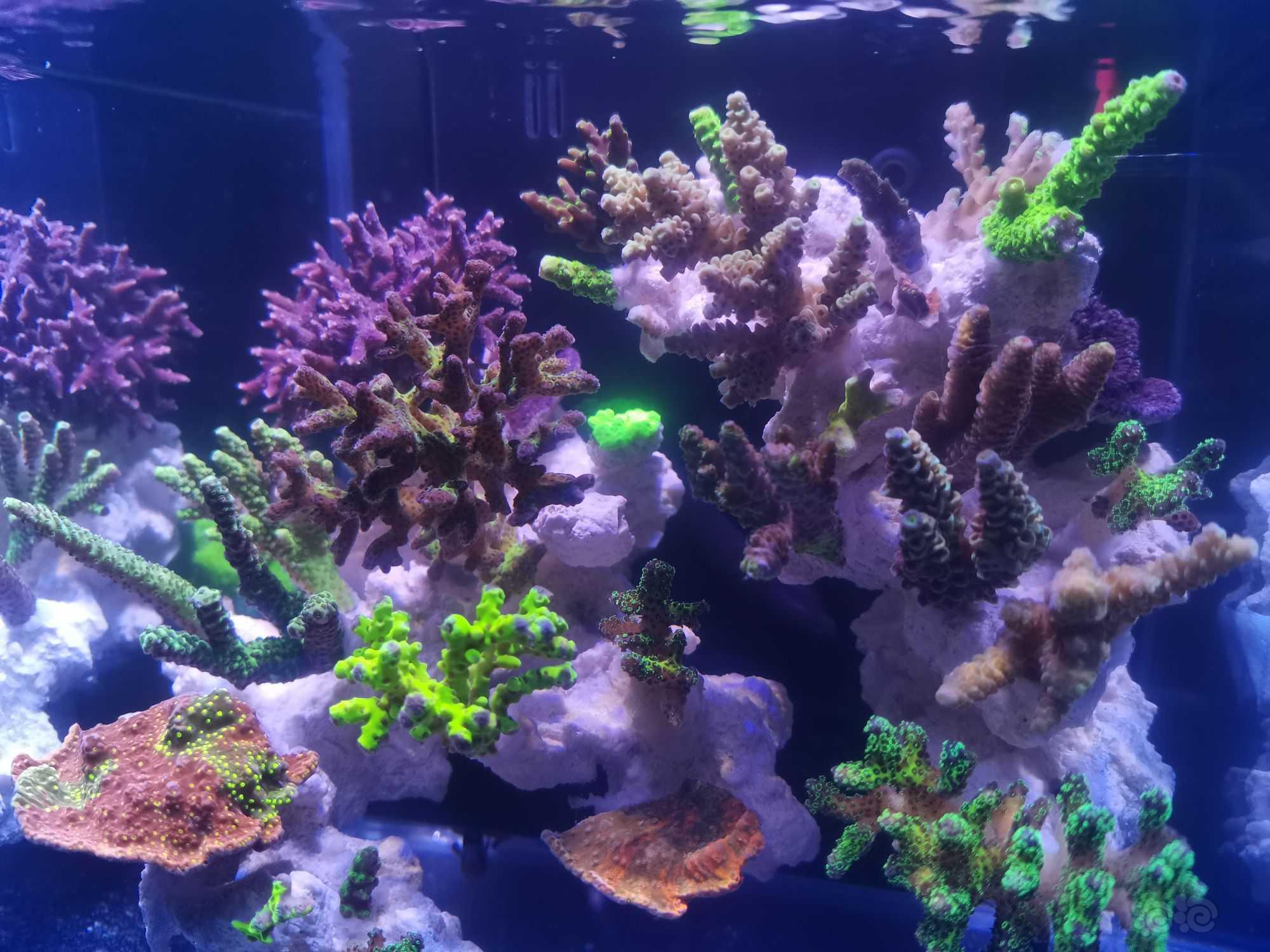 20微缸开始进生物珊瑚-图2