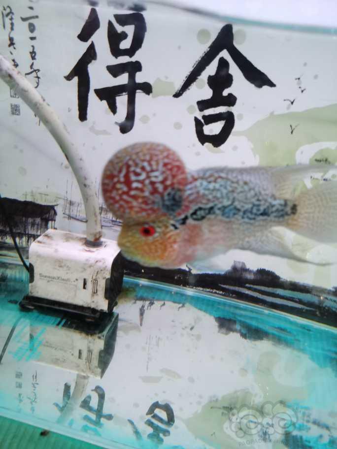 【鱼类】罗汉鱼帝王马骝-图2
