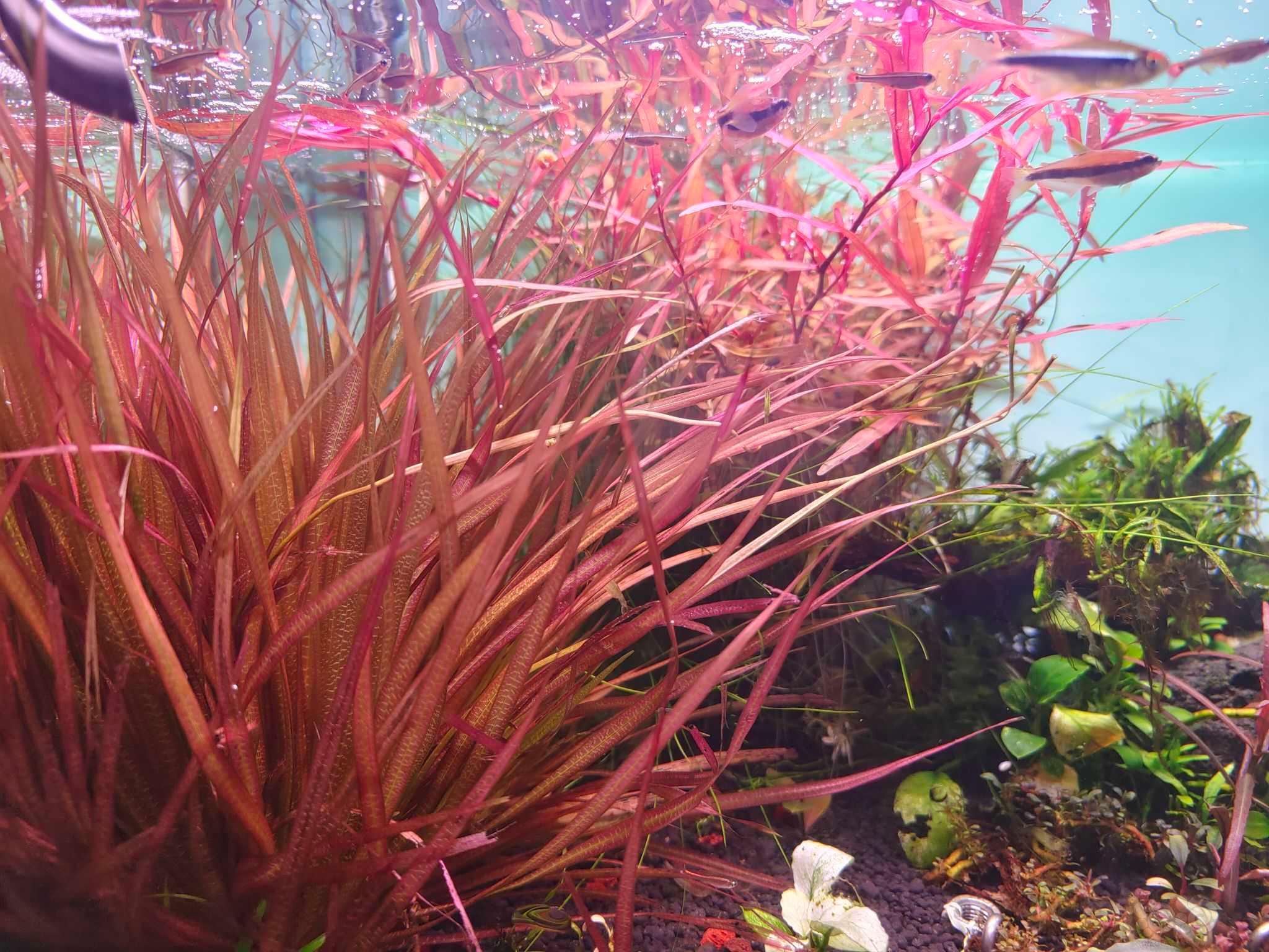 【出售】大红箦藻，红水蓼，uk雨裂-图1