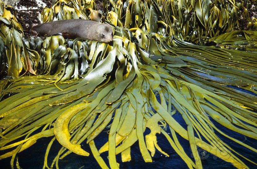 藻类上的新西兰海狮-图1