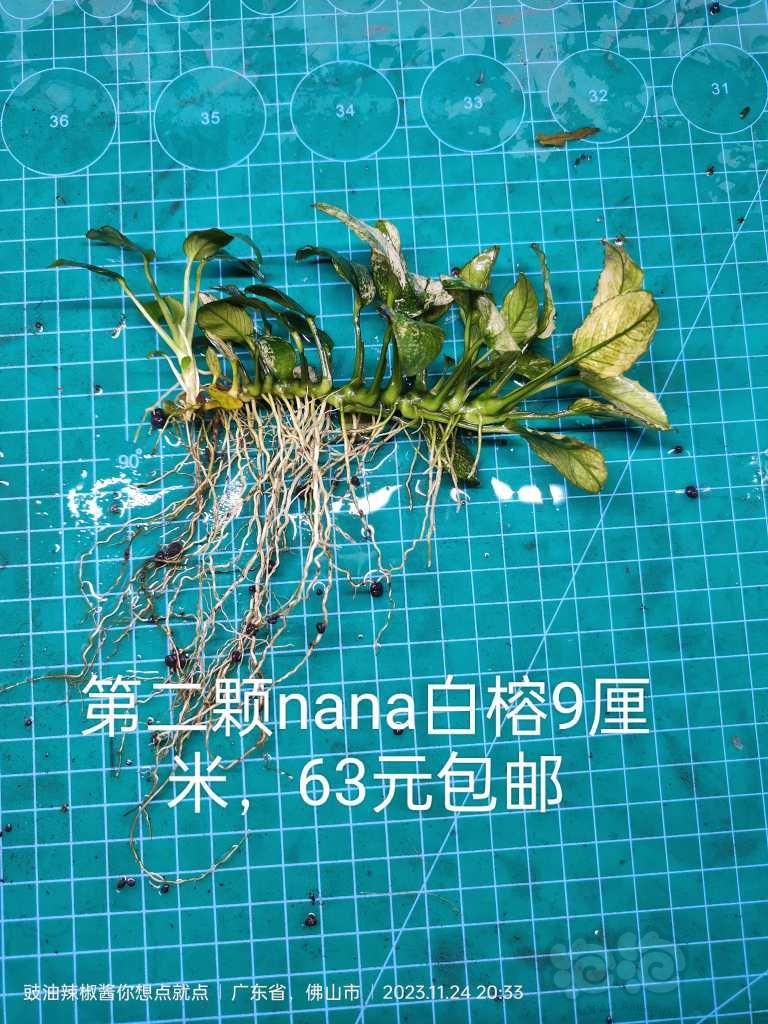 【有茎】出售UK雨裂，nana白榕，夕烧-图5