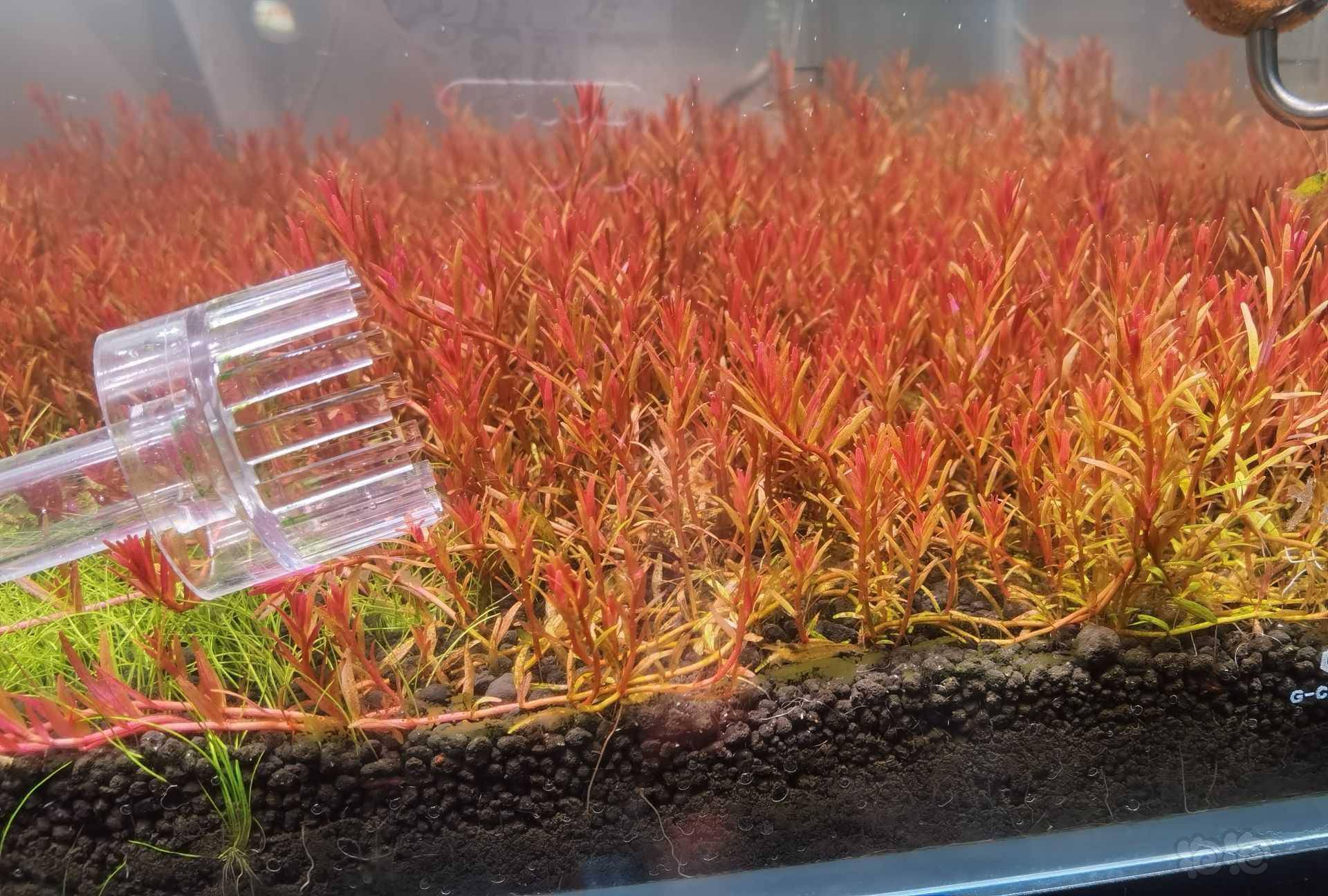 【有茎】尼特利趴地红宫廷 - 泡泡水族