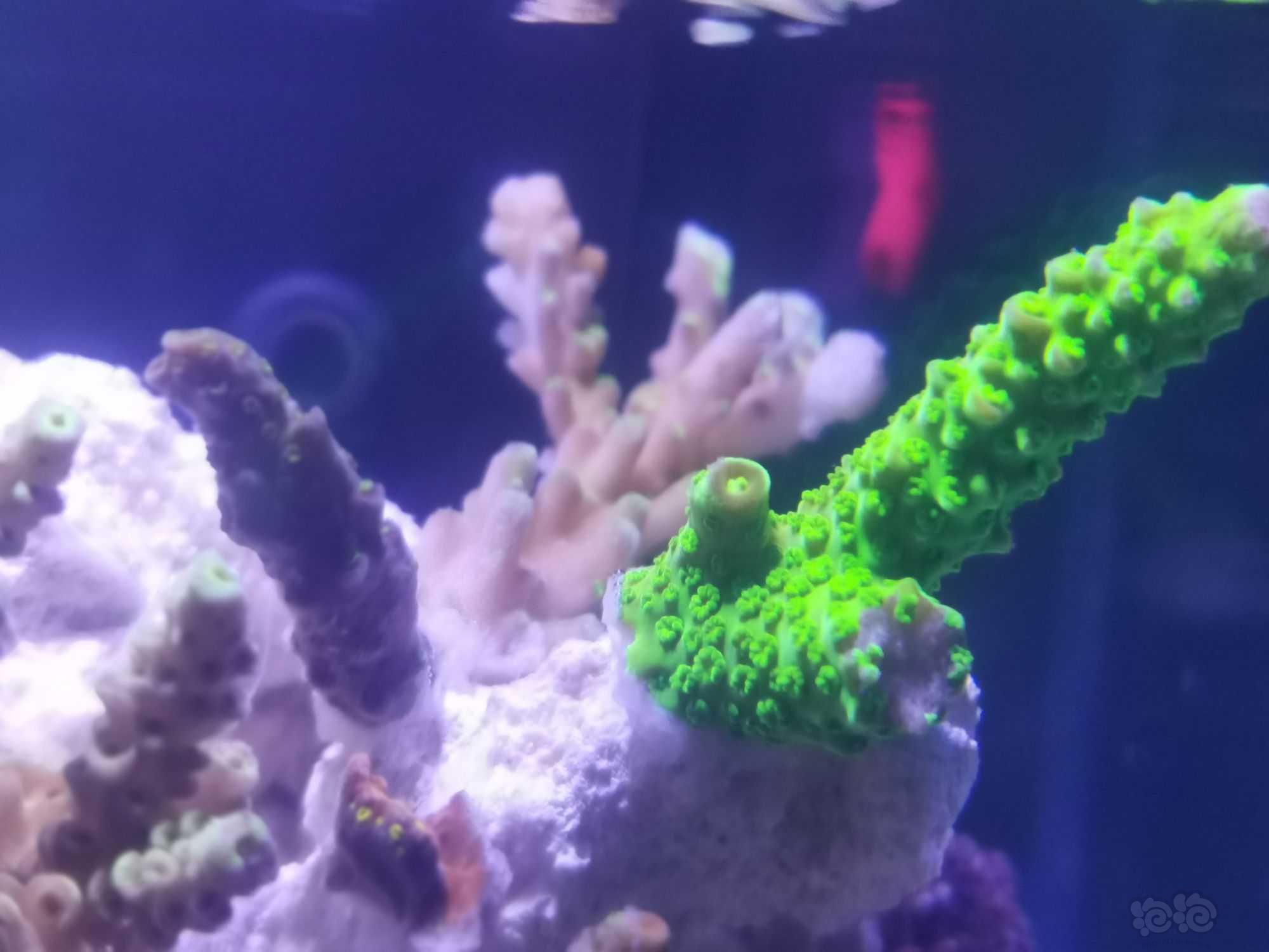 20微缸开始进生物珊瑚-图4