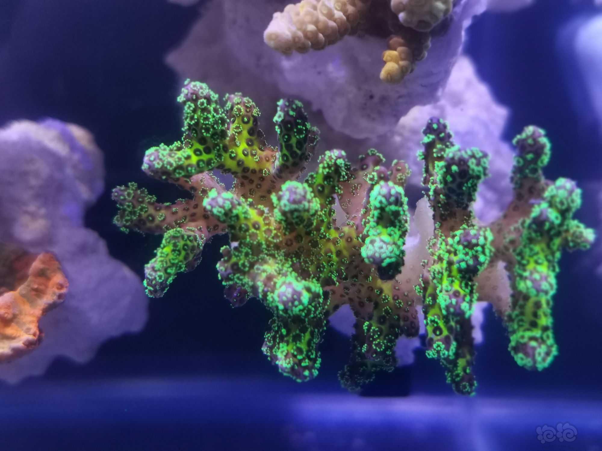 20微缸开始进生物珊瑚-图7