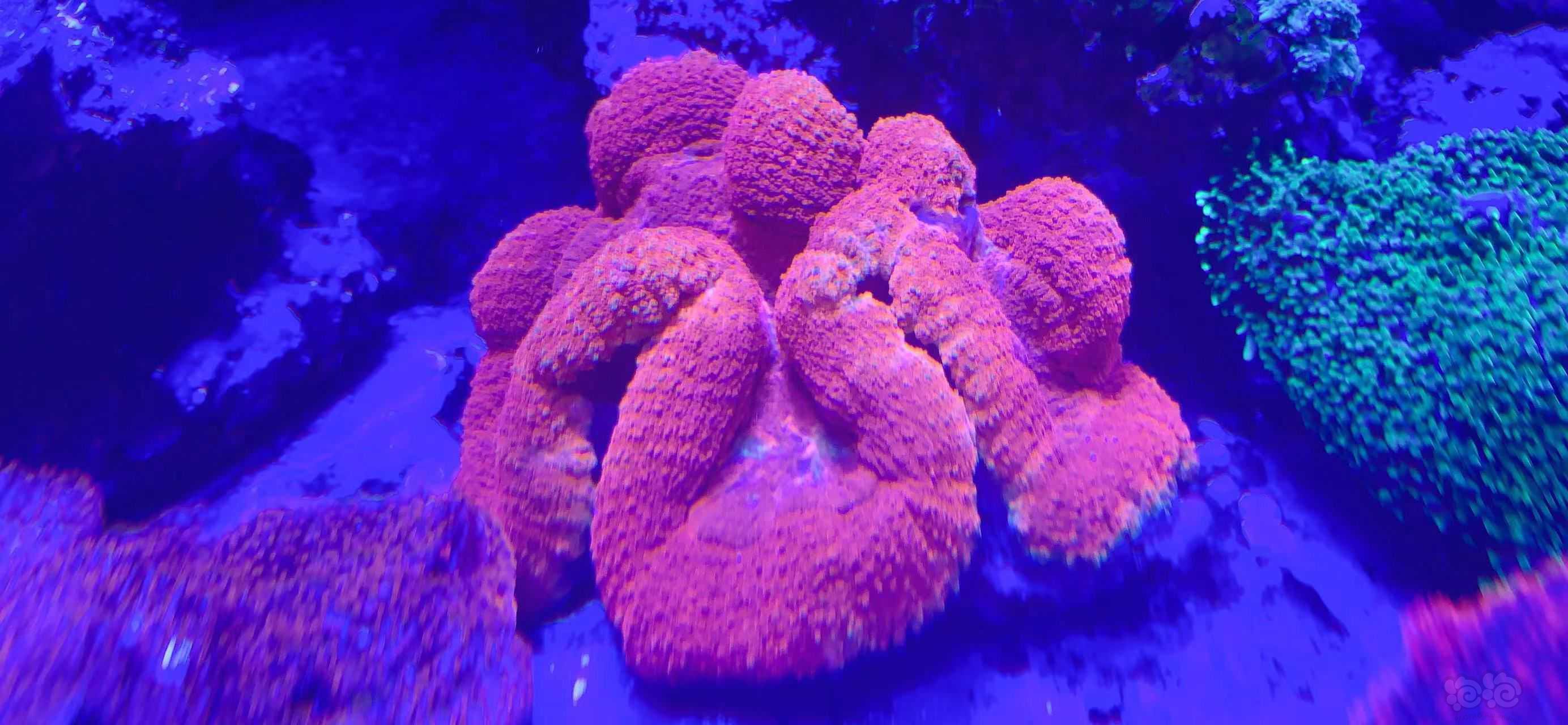 脑珊瑚要喂食-图3