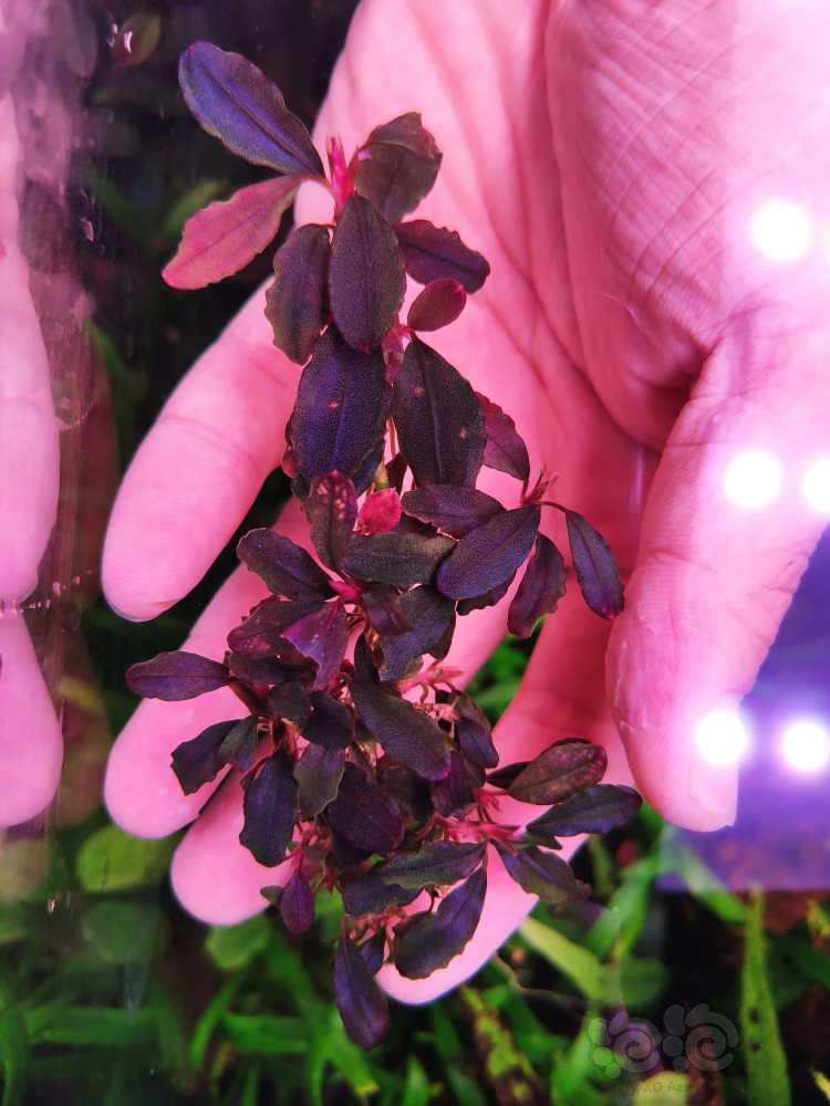 【辣椒榕】经典老货合集（红的绿的粉的紫的）-图8