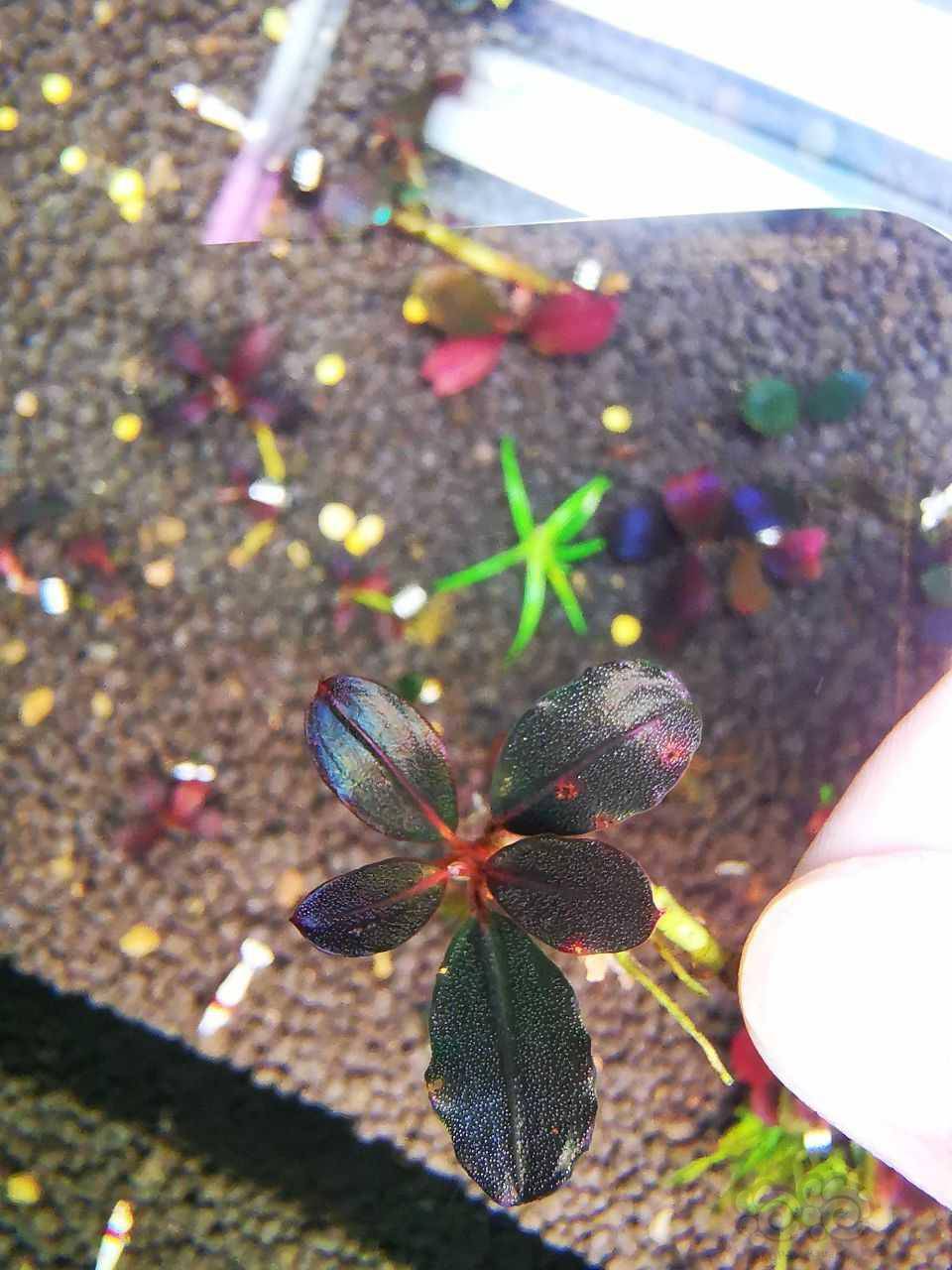 【辣椒榕】出精品辣椒榕