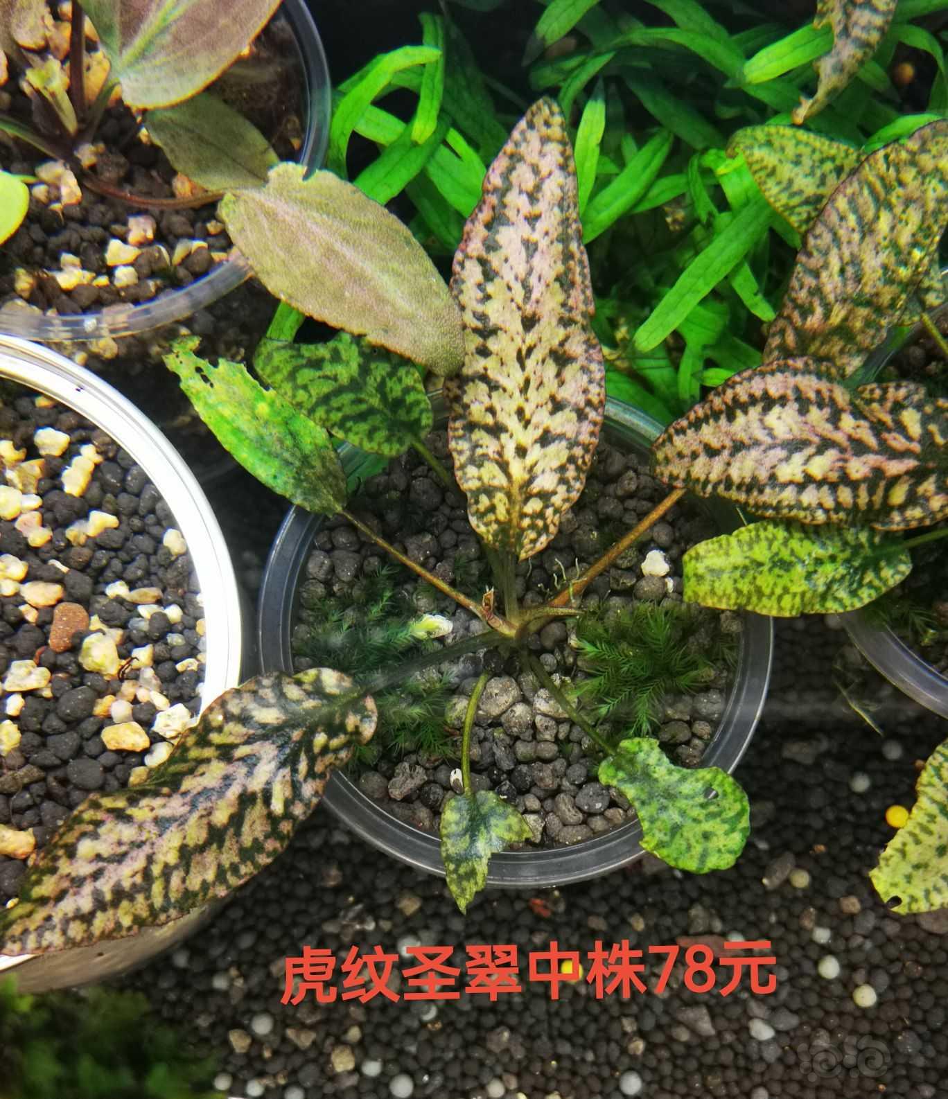 【出售】出辣椒榕，蕨类，叉叶铁，椒草-图14