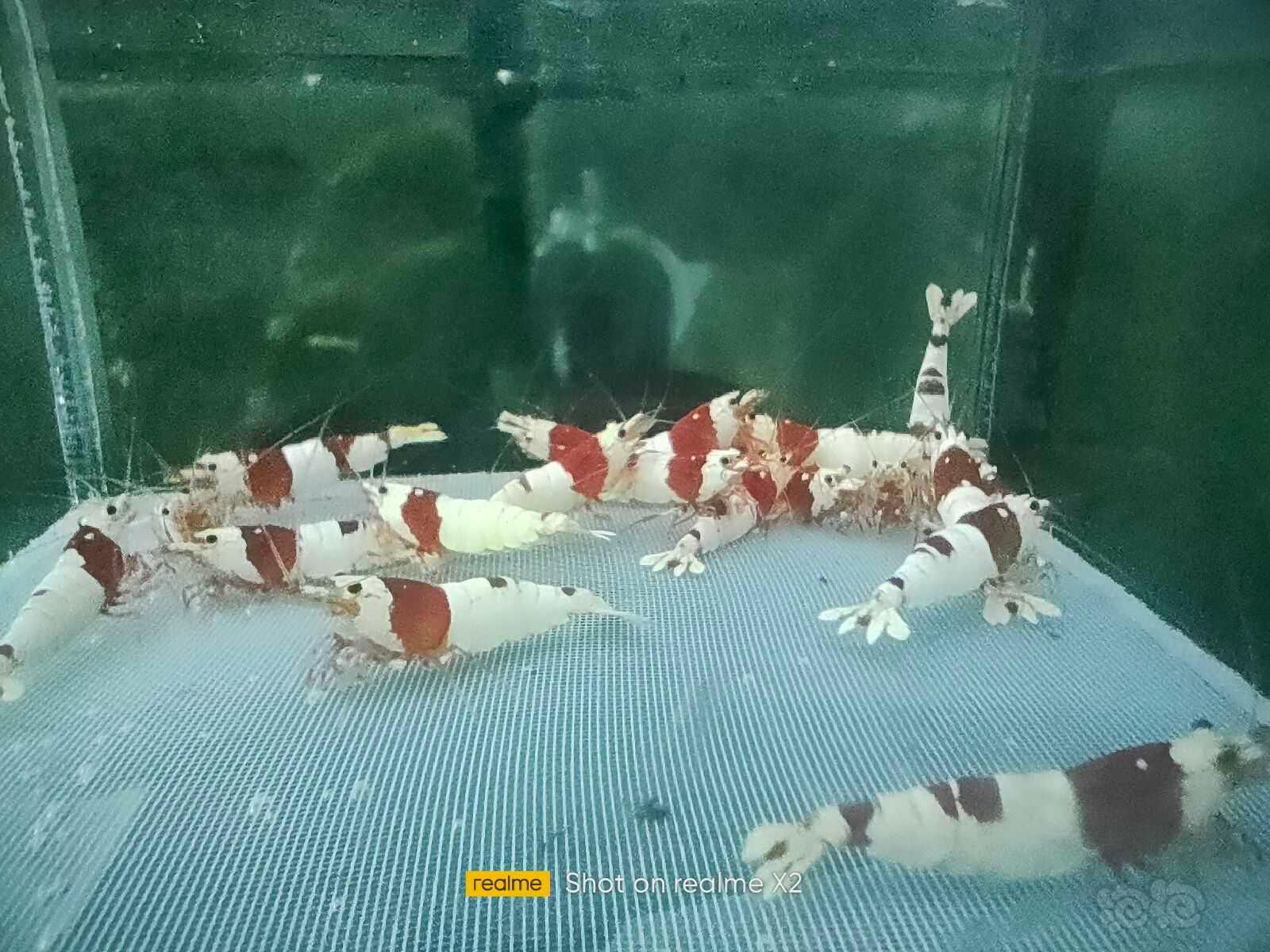 【水晶虾】出红白繁殖组三公三母-图3