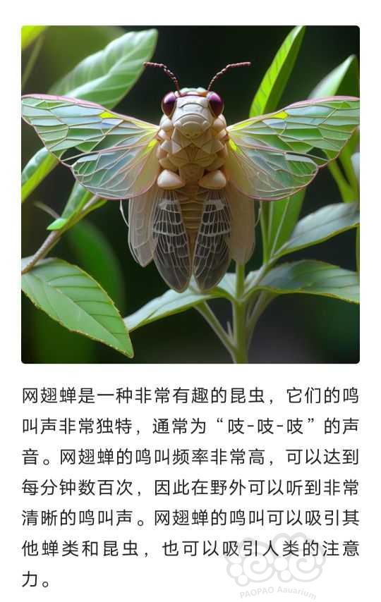 网翅蝉：中国的特有的蝉-图2