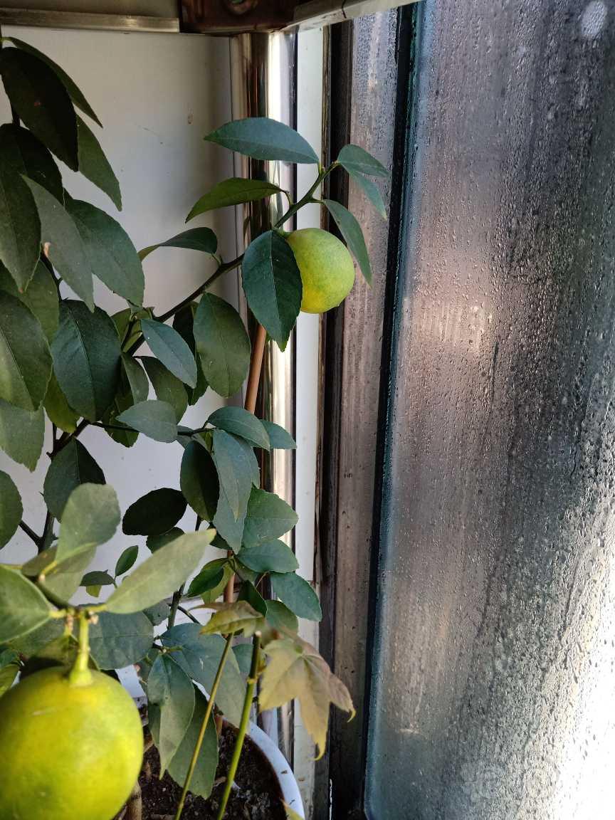 【盆栽】柠檬-图2