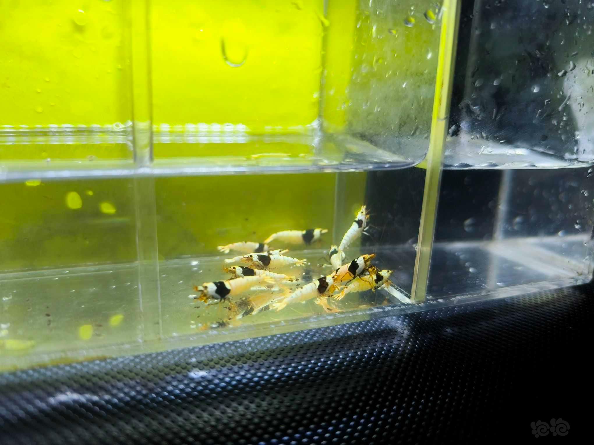 【水晶虾】广东出黑白水晶虾繁殖组2公10母-图3