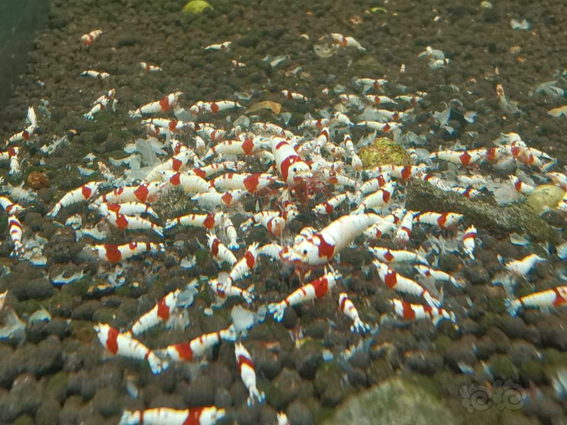 【水晶虾】出红白水晶虾-图3