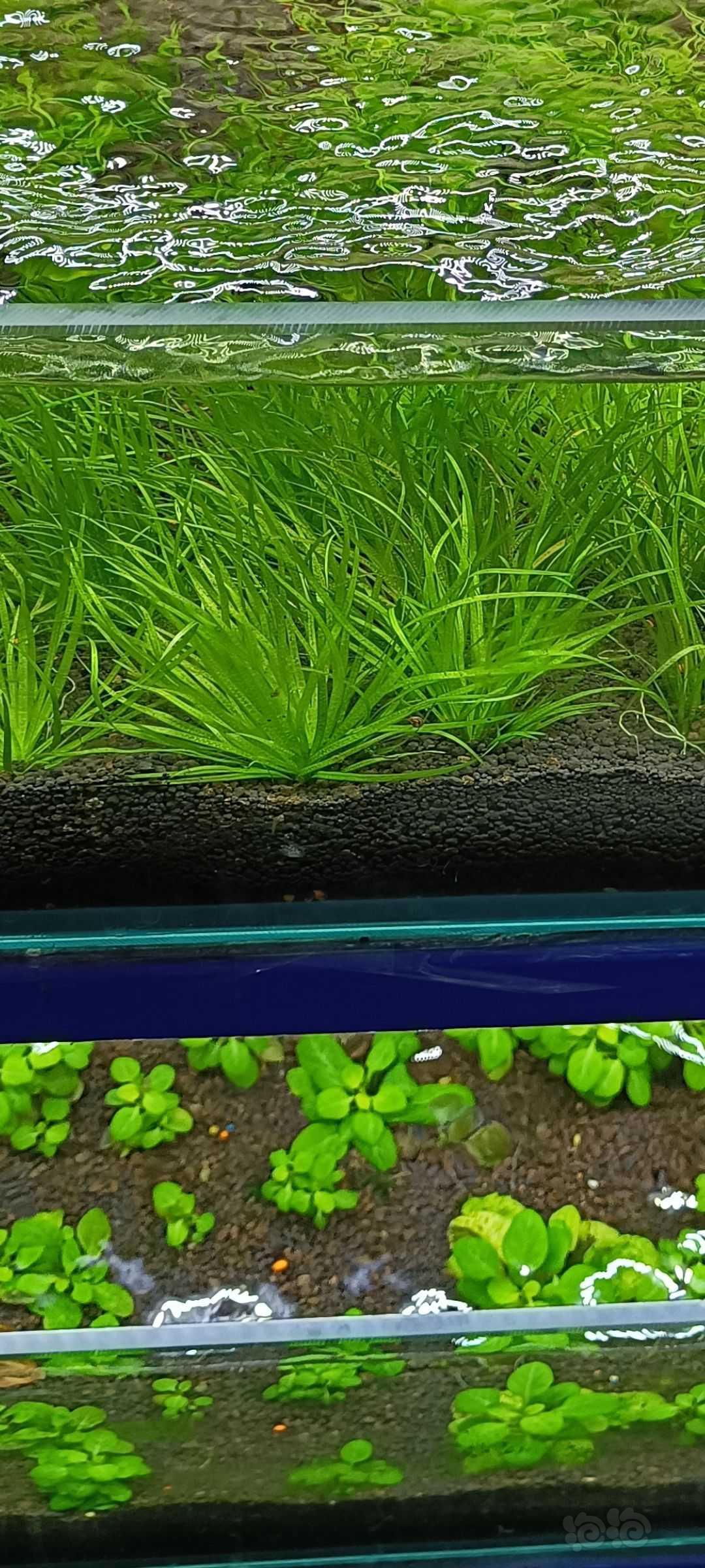【有茎】纯种日本箦藻水草 水下种植-图6