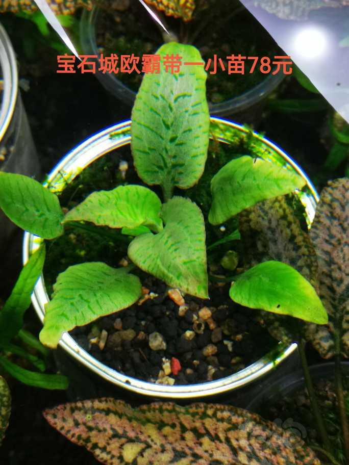 【出售】出辣椒榕，蕨类，叉叶铁，椒草-图12