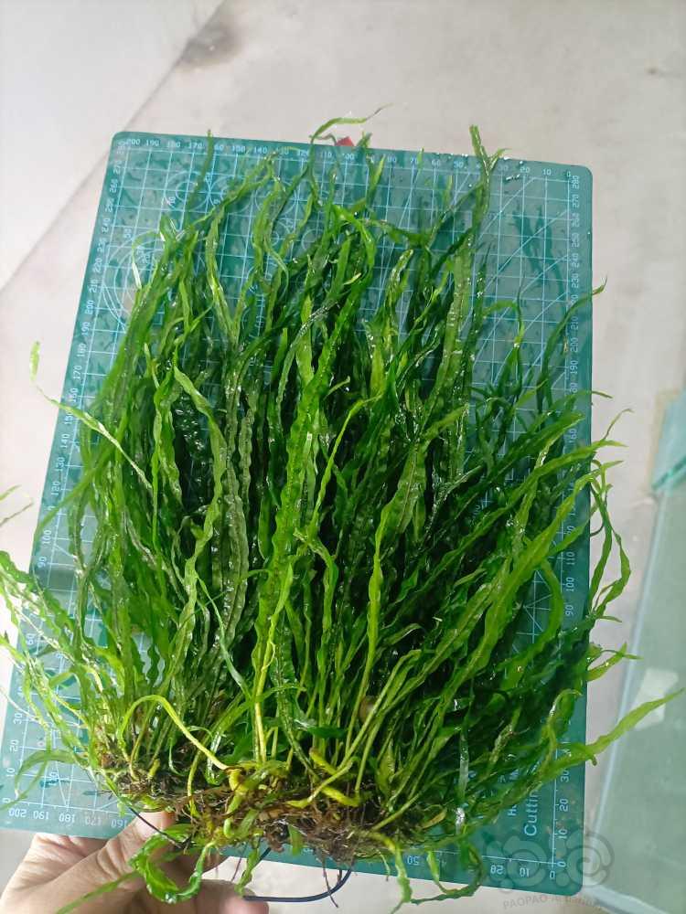【水草】低价出售丹麦细叶铁叉叶铁黑木蕨青木蕨莫斯等二三十种草-图1