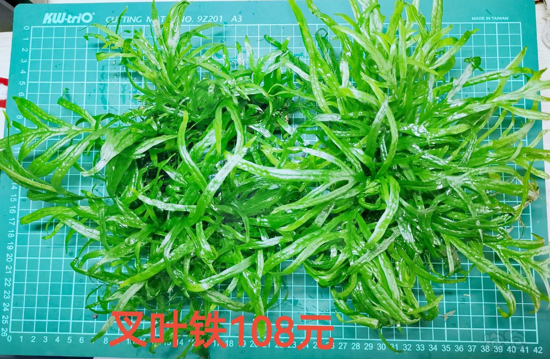 【出售】出辣椒榕，蕨类，叉叶铁，椒草-图5