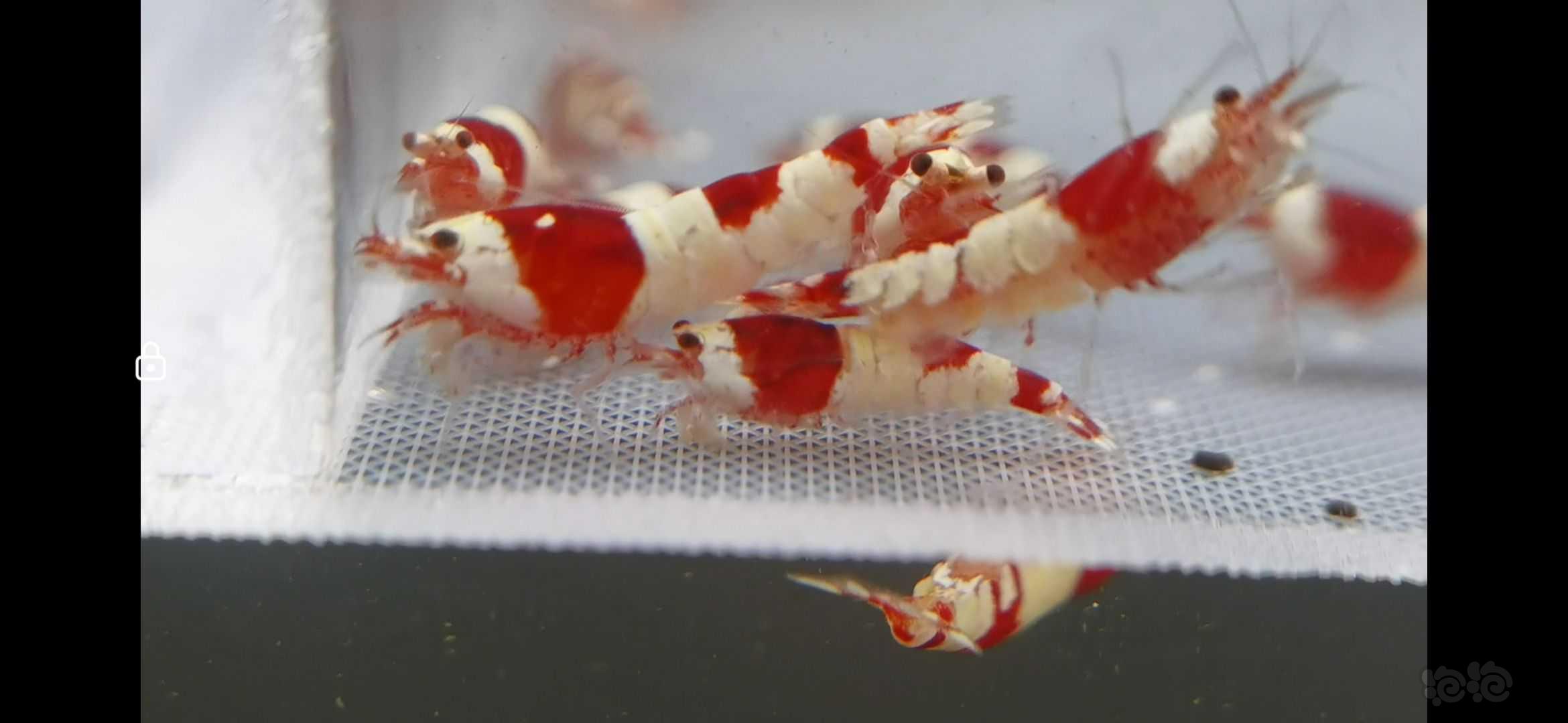 【水晶虾】出个人繁殖红白纯血水晶虾-图1