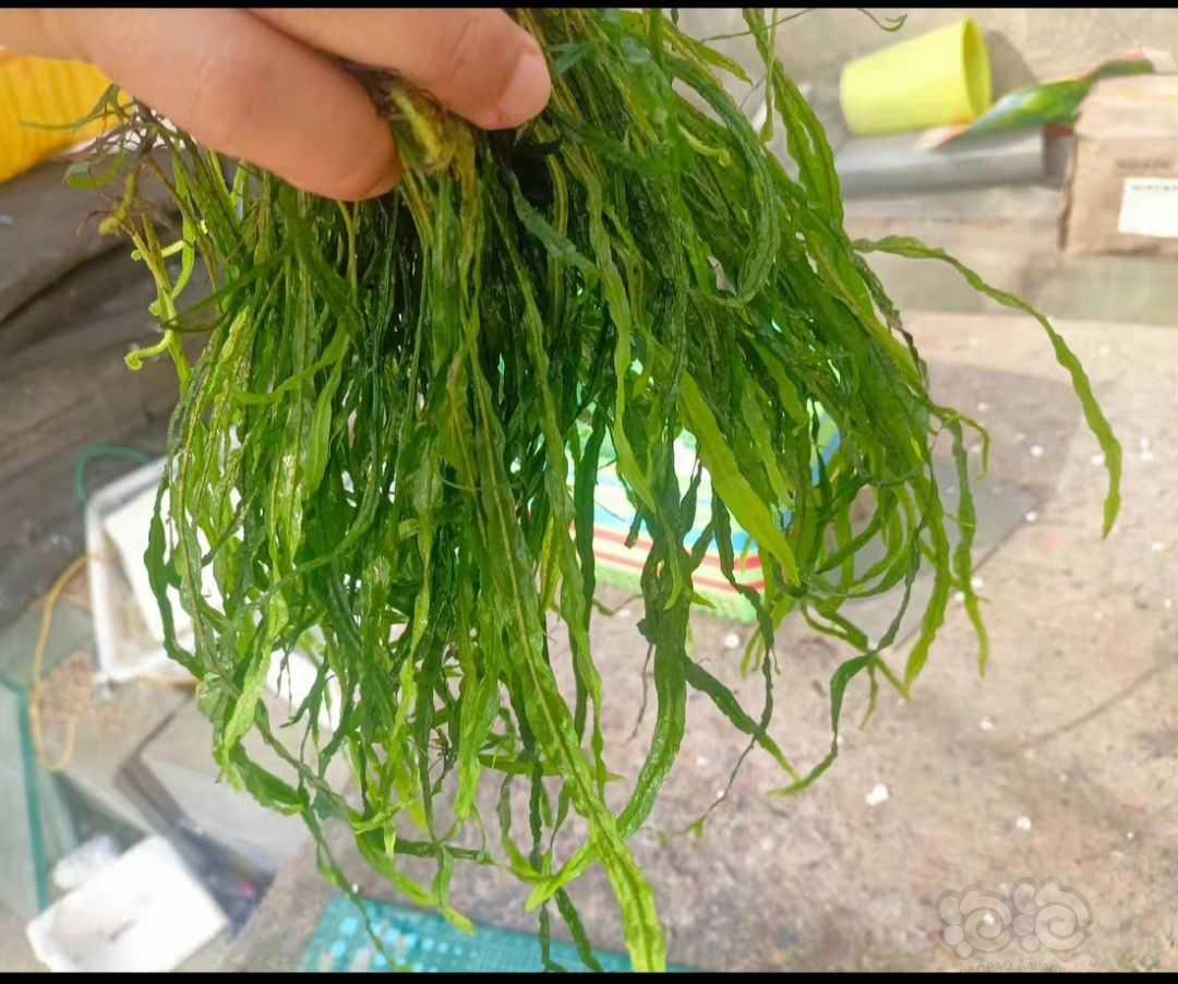 【有茎】纯种日本箦藻水草 水下种植-图9