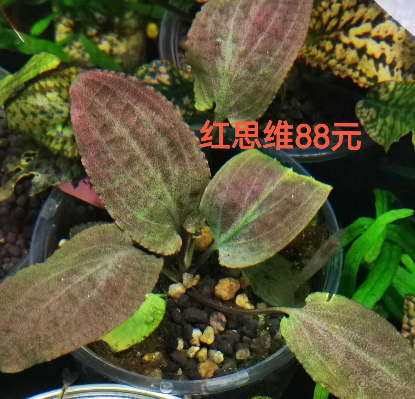 【出售】出辣椒榕，椒草，蕨类等-图7