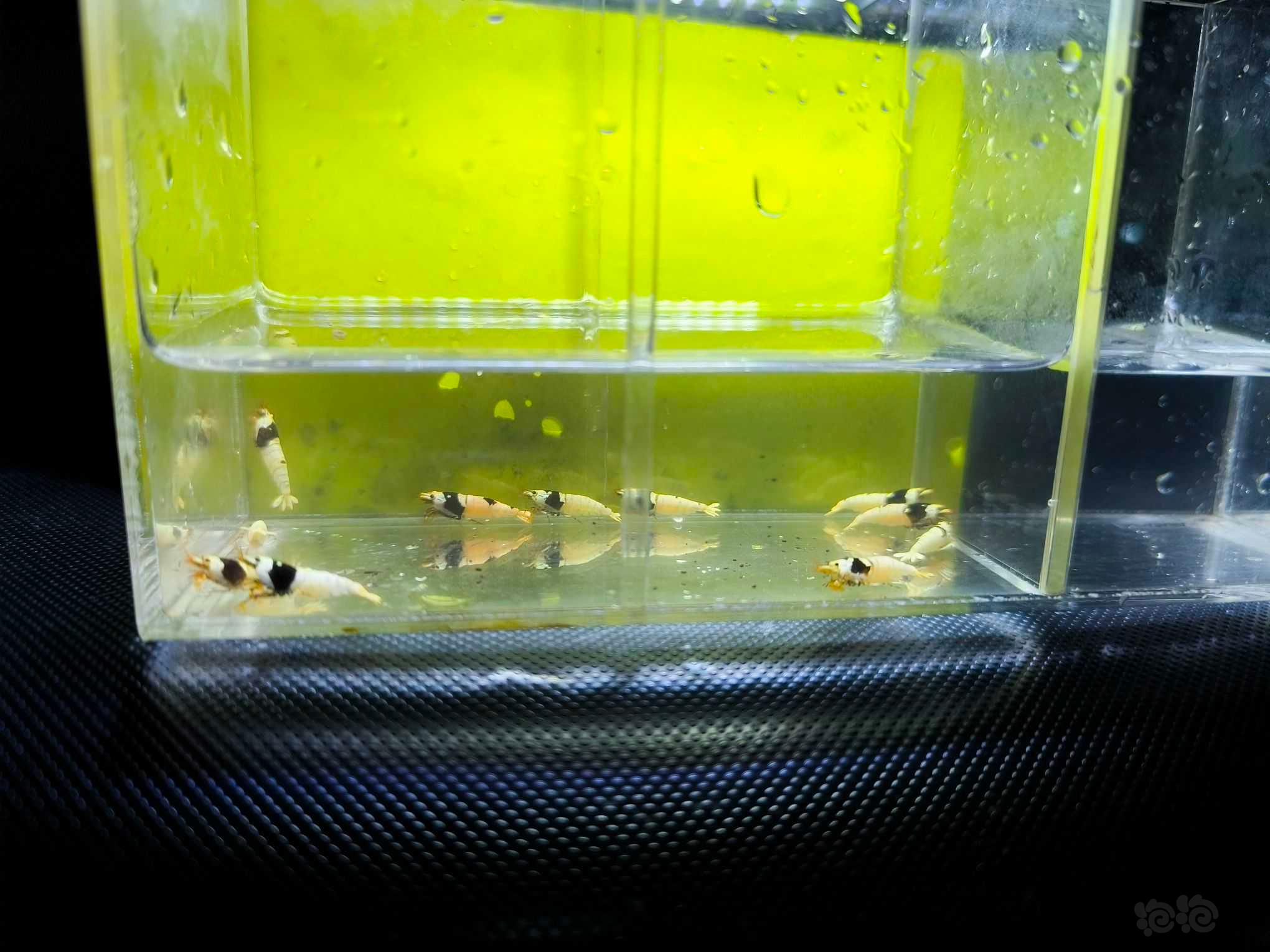 【水晶虾】广东出黑白水晶虾繁殖组2公10母-图5