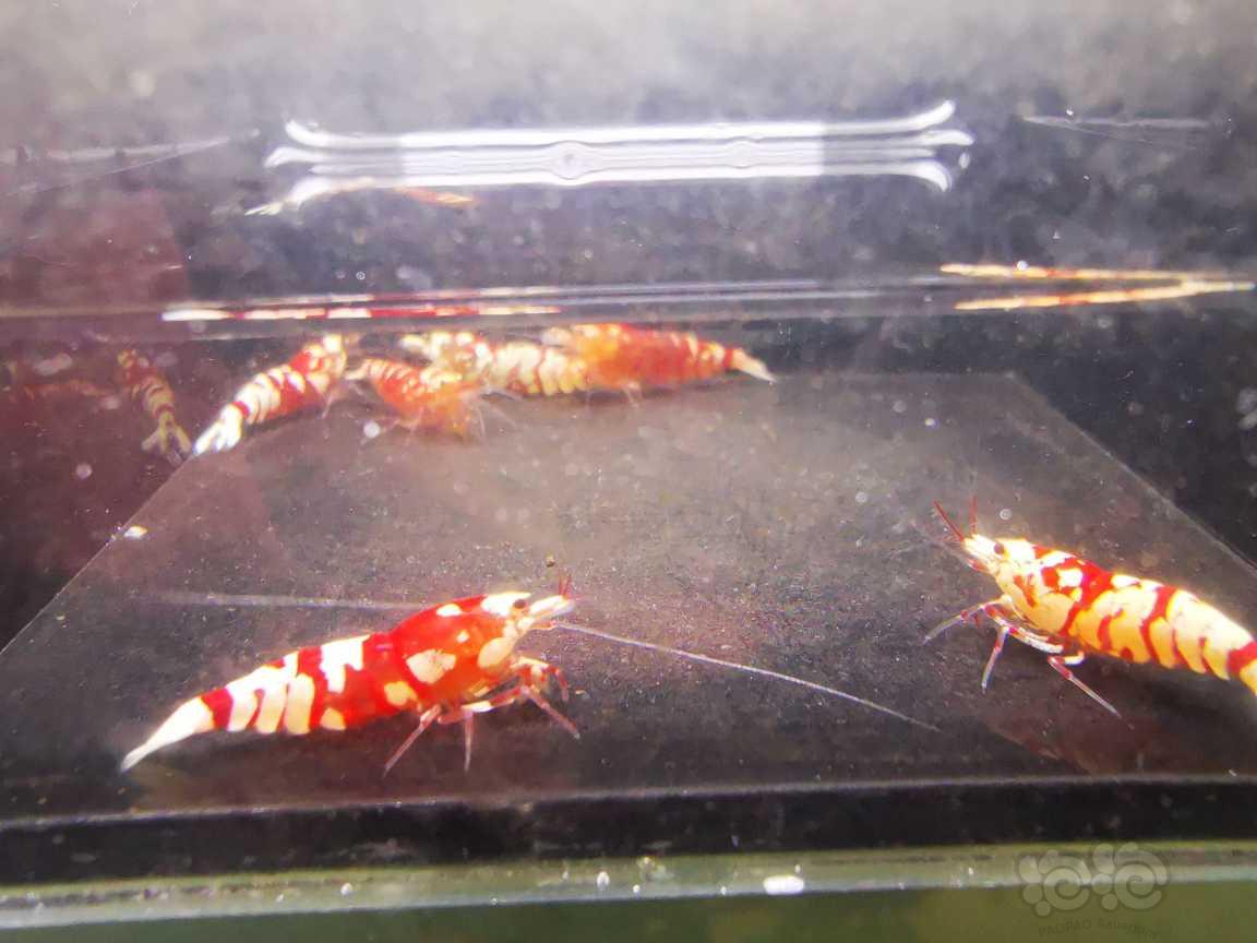 【水晶虾】出红花虎三公三母-图1