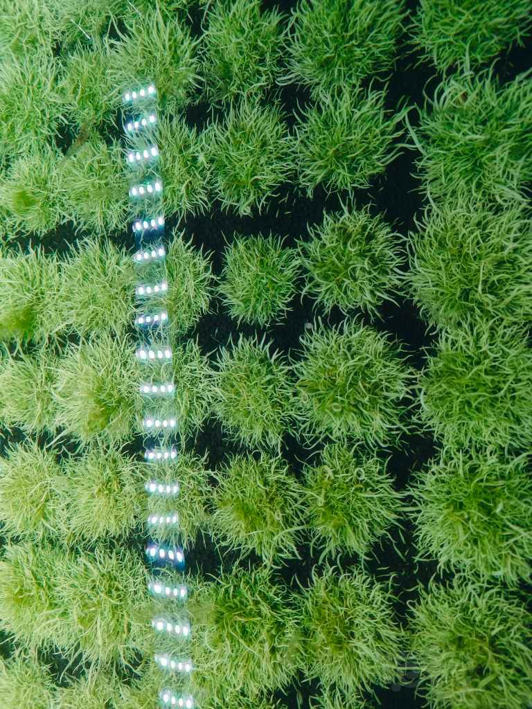 【草坪】挖耳草，无菌杯转水的，有藻。整缸出-图1