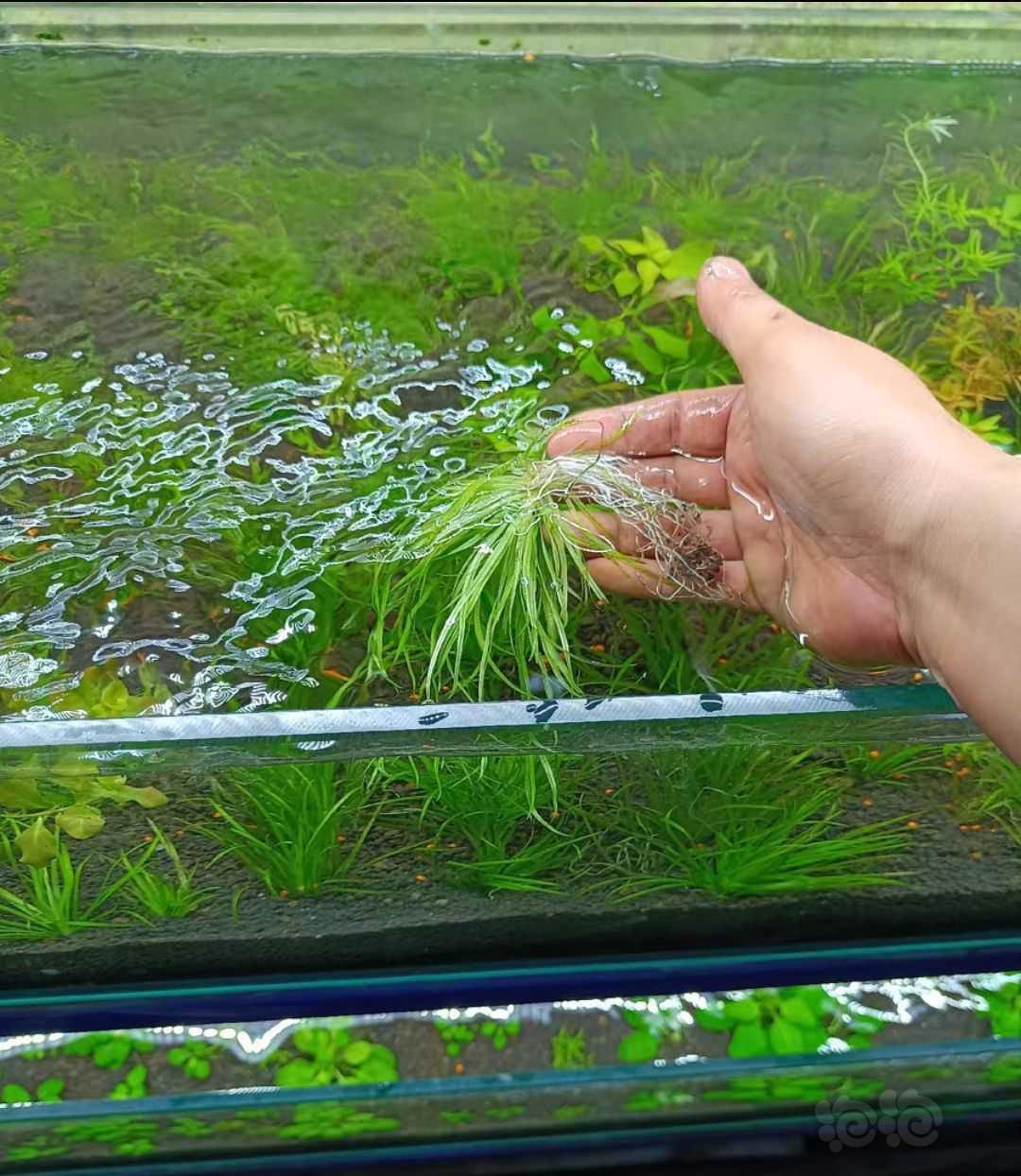【有茎】纯种日本箦藻水草 水下种植-图3