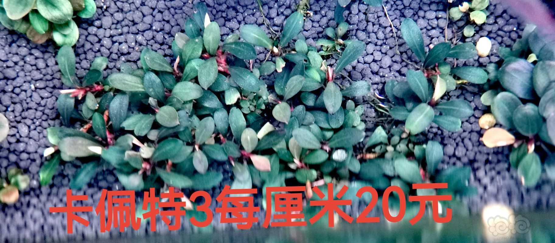 【出售】出辣椒榕，椒草，蕨类等-图4