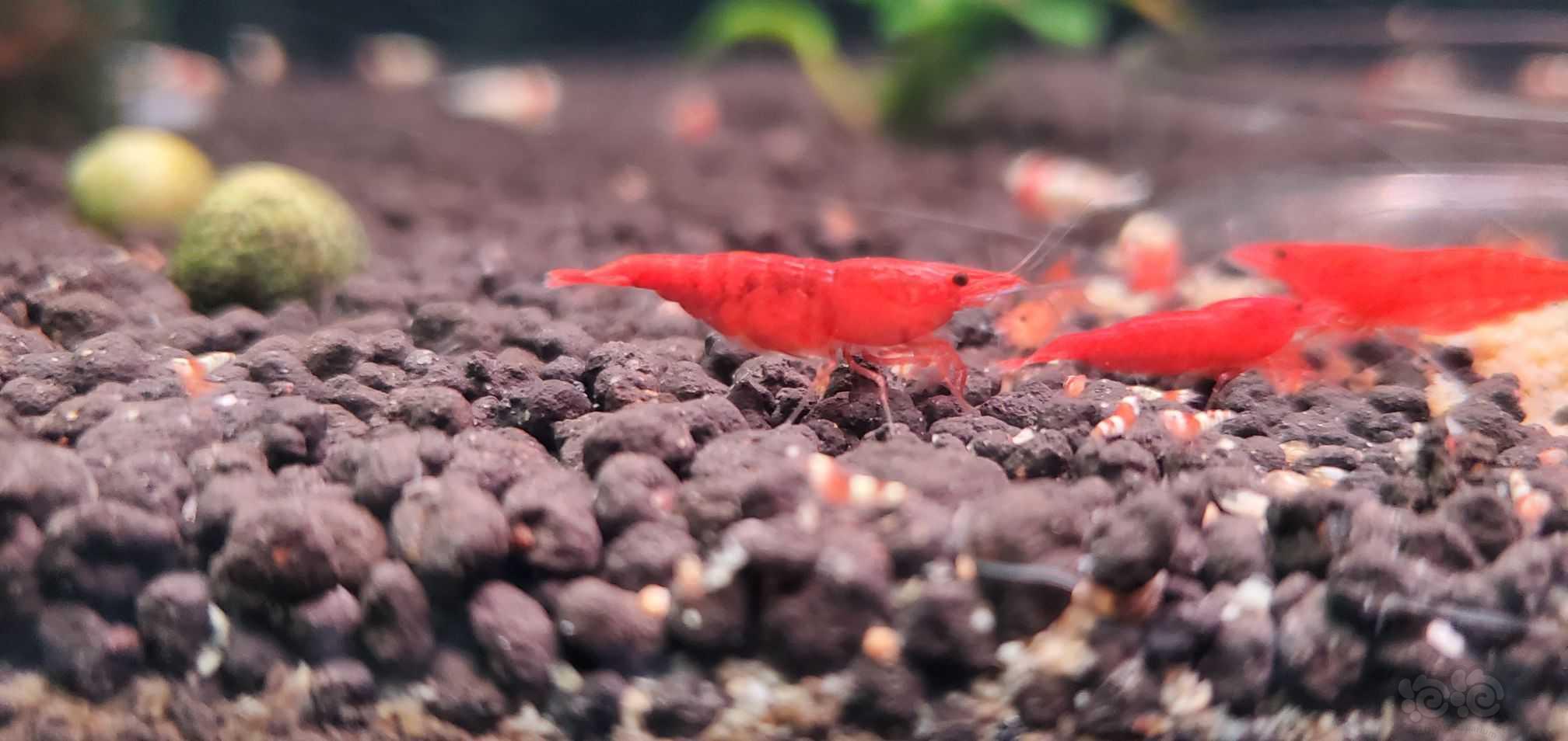 小红虾-图4