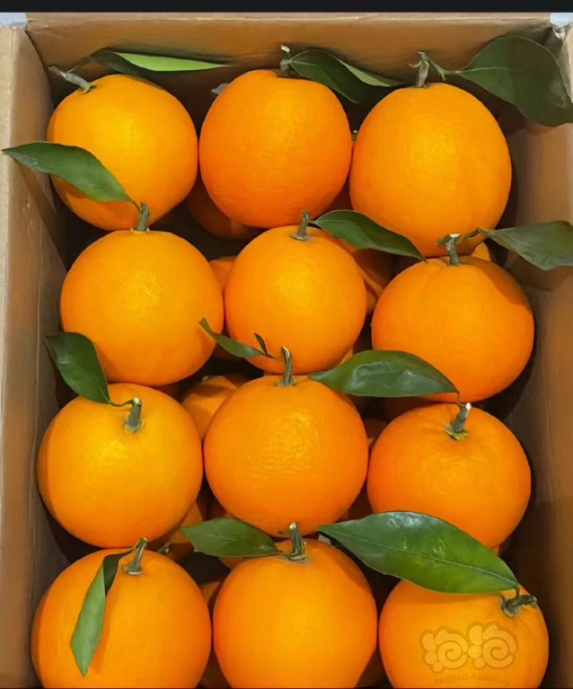【出售】帮家人卖些橙子，喜欢吃的朋友可以看看🙏🙏🙏-图1