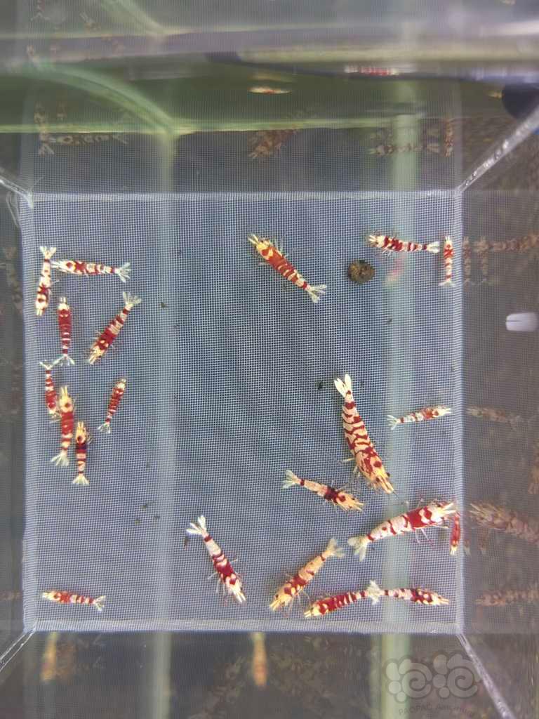【水晶虾】【水晶虾】金属紫一份，红花虎两份，黑银河3000只-图5