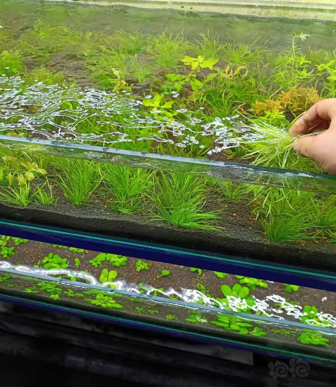 【有茎】纯种日本箦藻水草 水下种植-图2