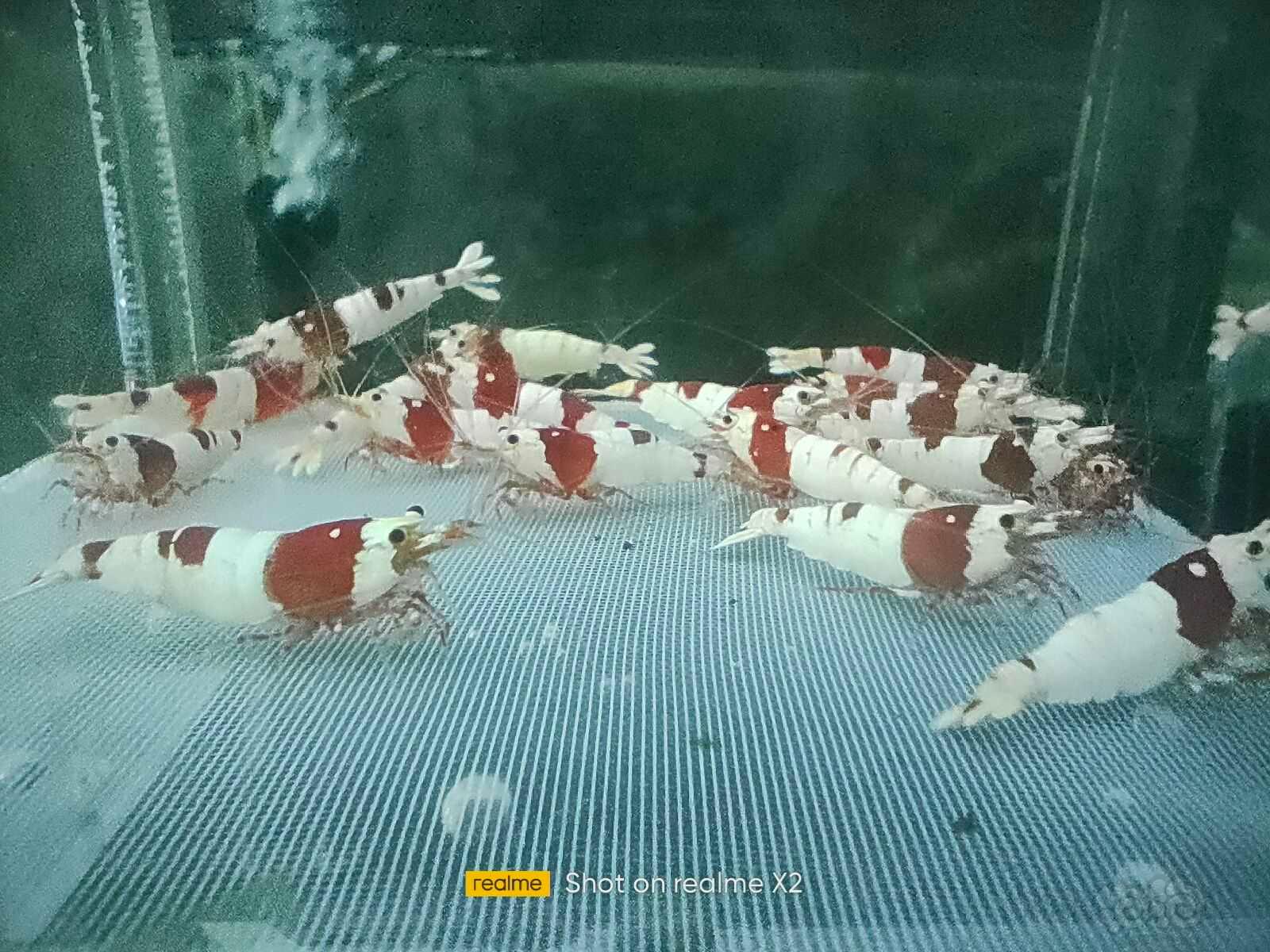 【水晶虾】出红白繁殖组三公三母-图4