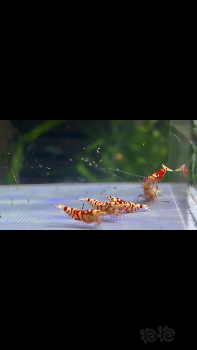 【水晶虾】出一组太极红花虎2公4母-图3