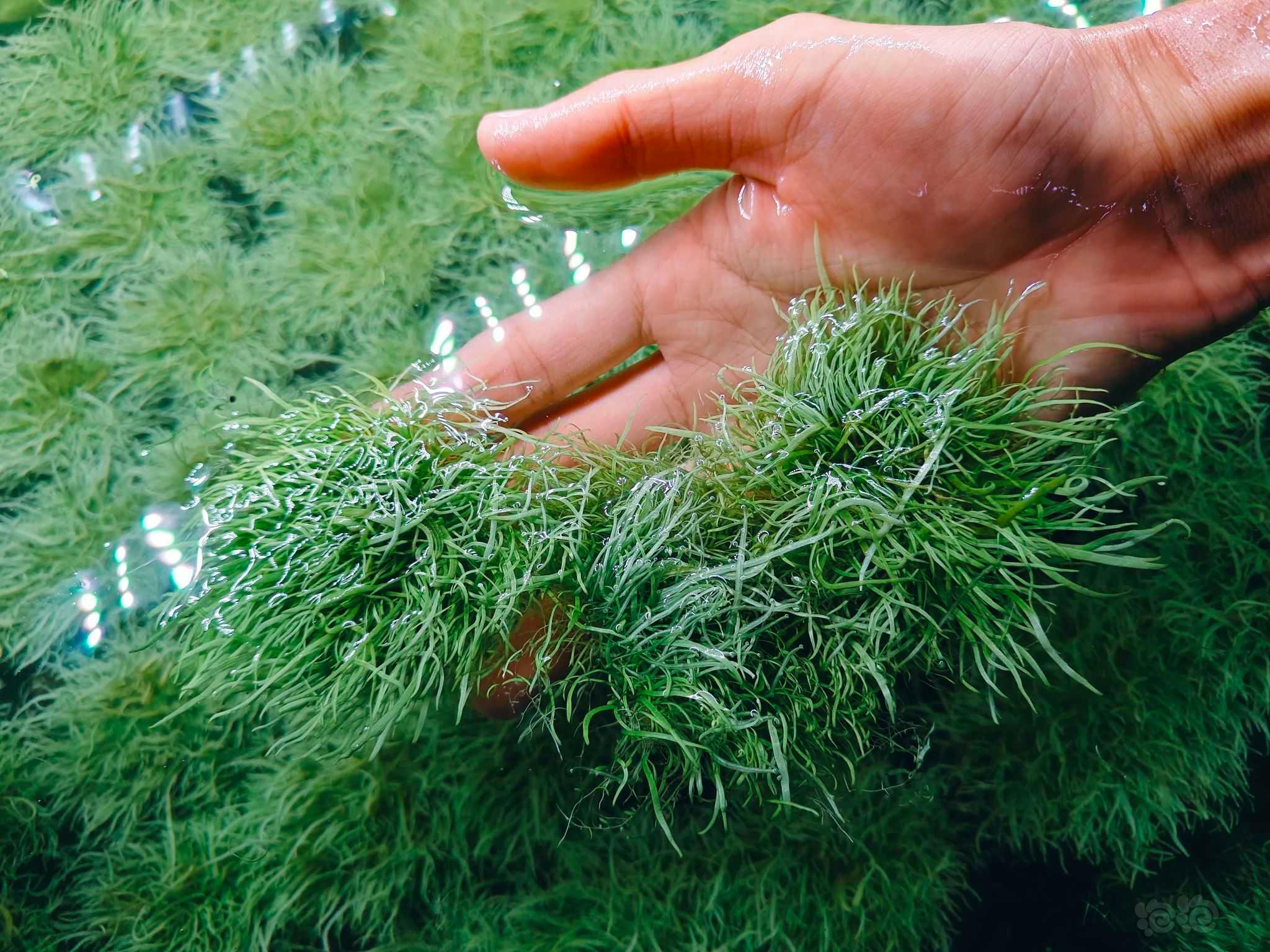【草坪】挖耳草，无菌杯转水的，有藻。整缸出-图3